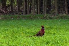 fight club: Lieblingstier