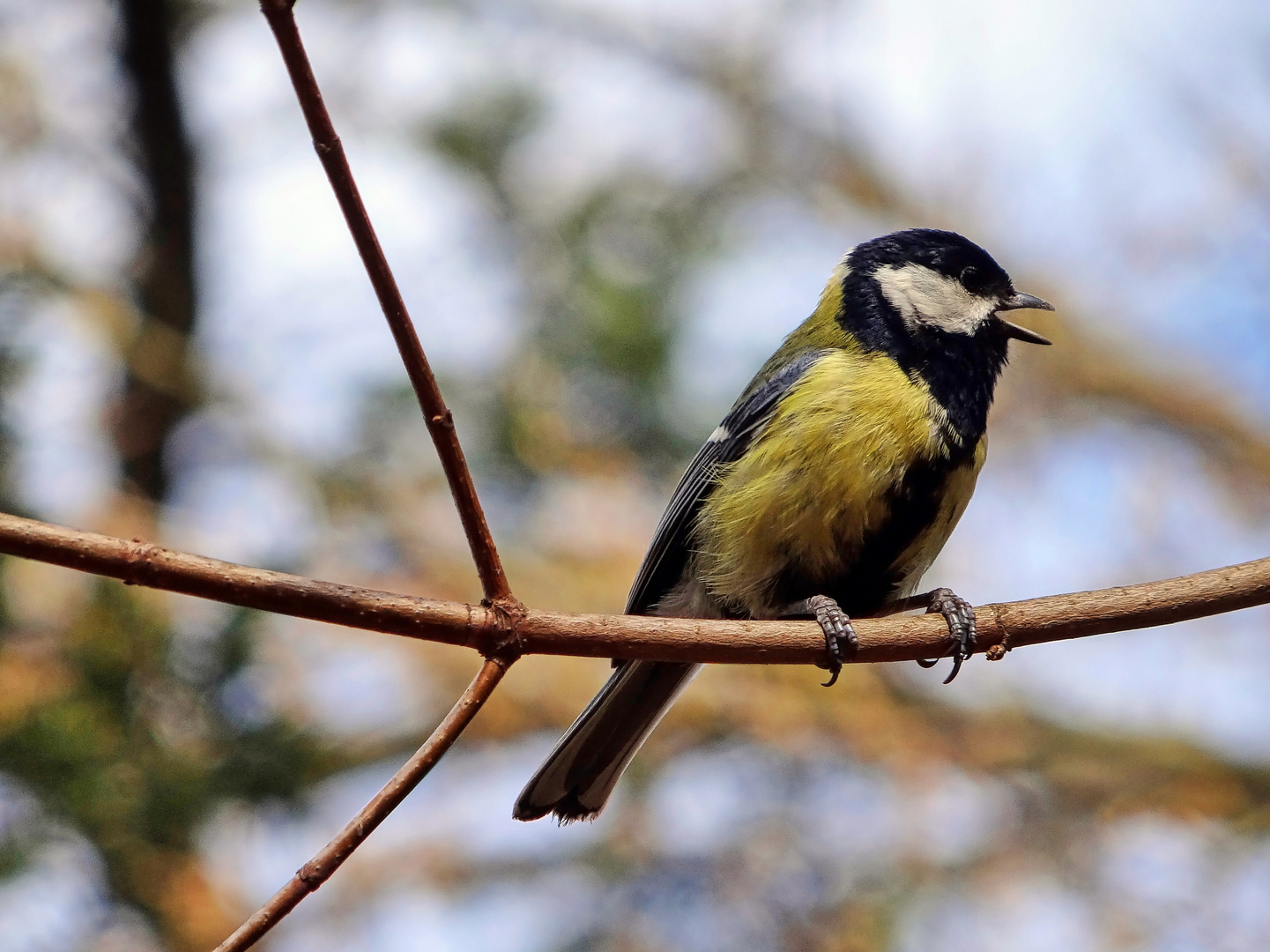 Fight Club: "Vogelgezwitscher"