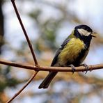 Fight Club: "Vogelgezwitscher"