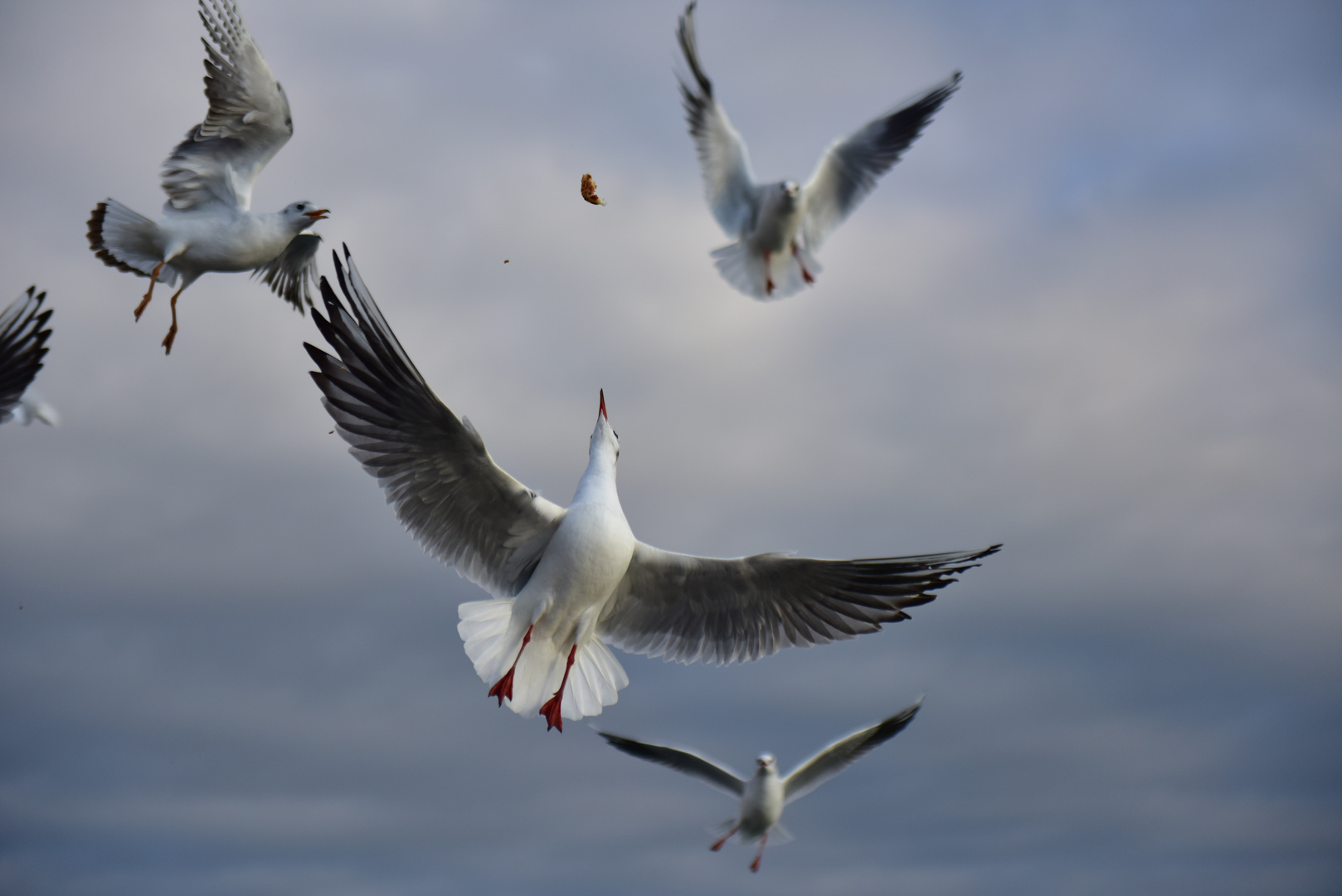 Fight for bread