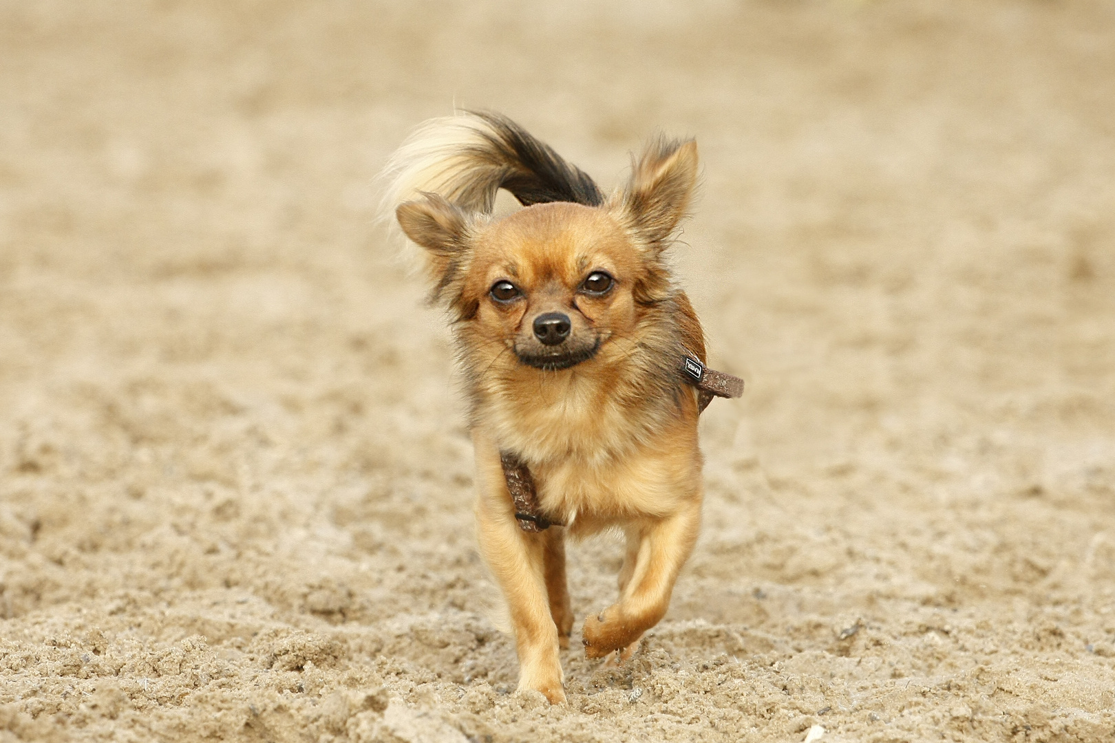 Fight kleiner Hund , Großer Name