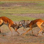 Fight of the Impalas