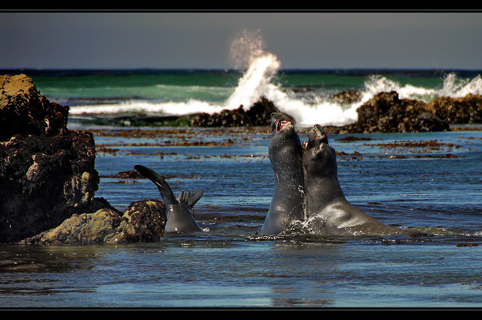 Fight of the mammals