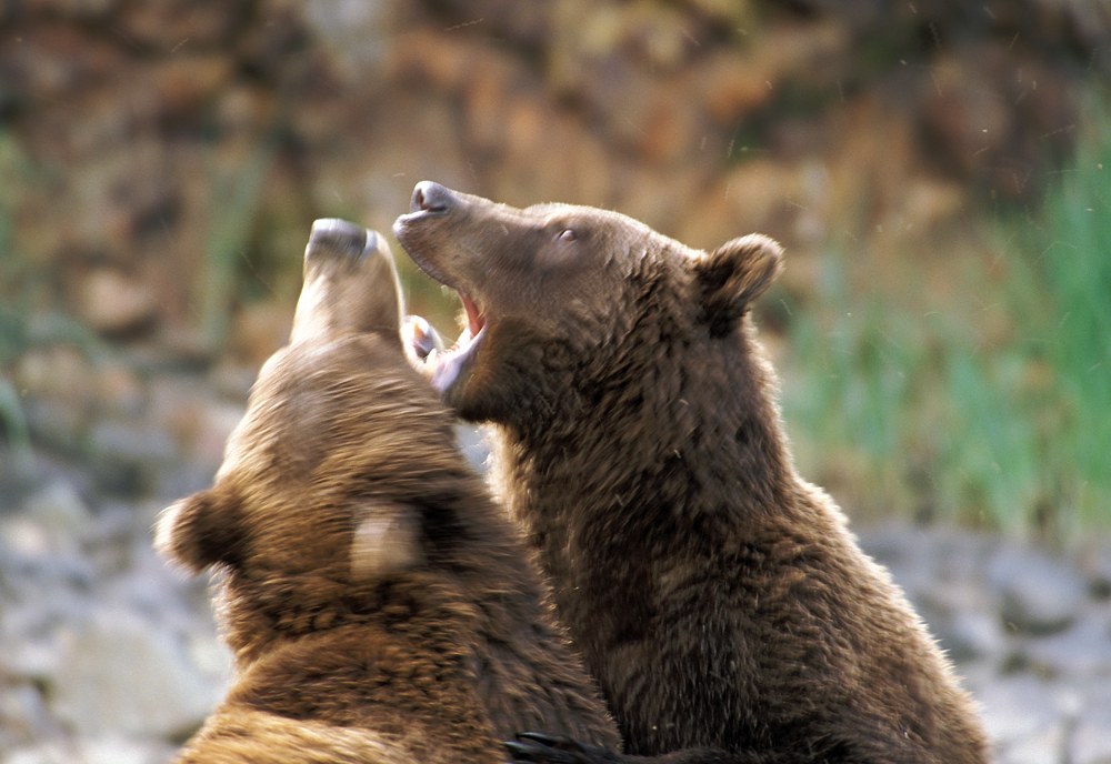 Fighting Bears
