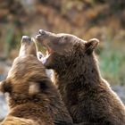 Fighting Bears