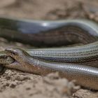 Fighting blindworms
