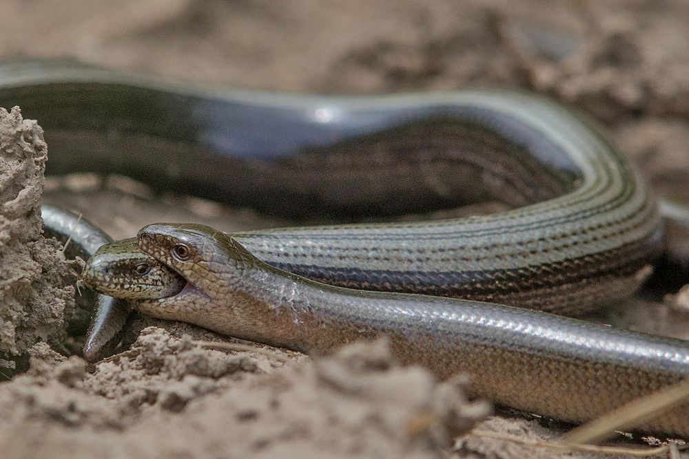 Fighting blindworms