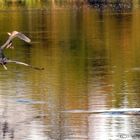 Fighting Blue Herons