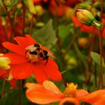 fighting bumblebees