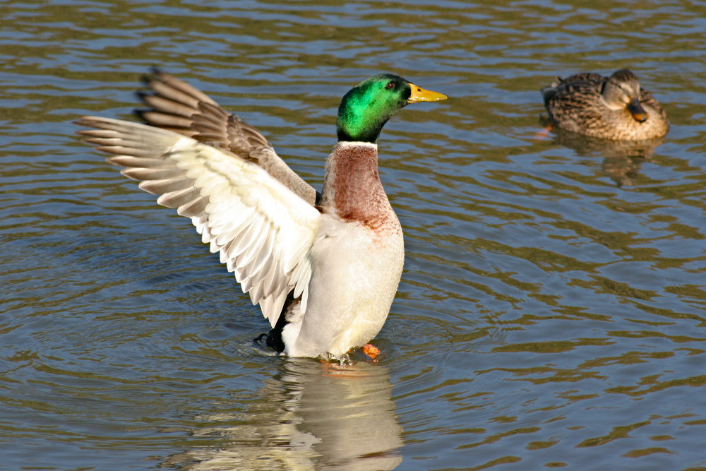 Fighting duck