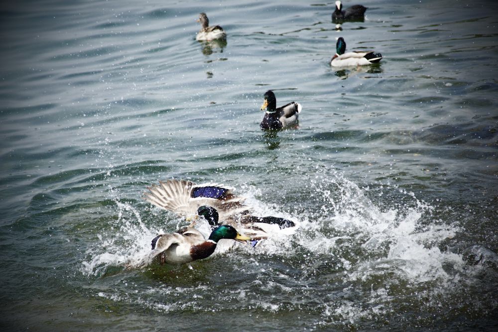 Fighting Ducks