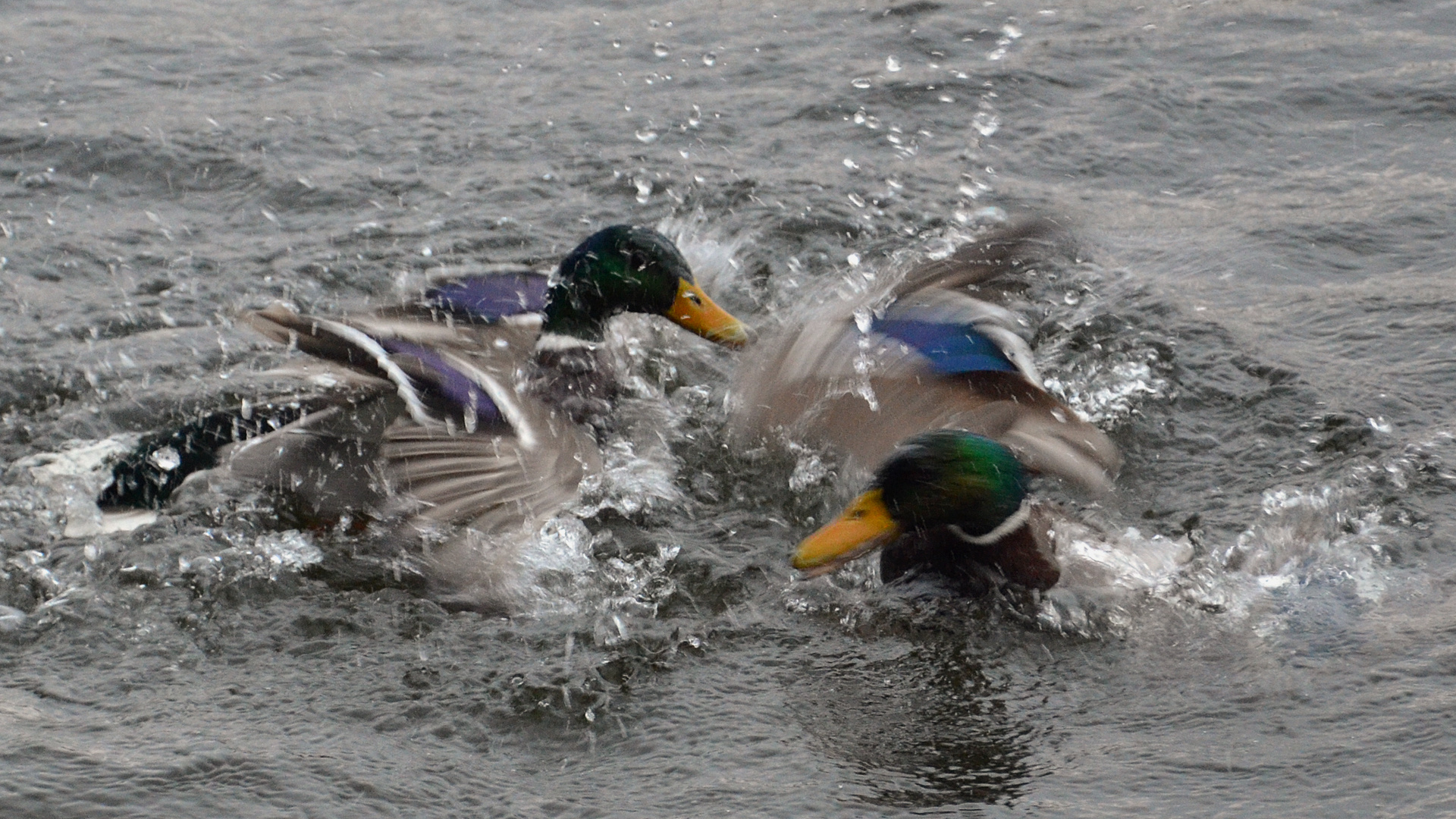 Fighting Ducks