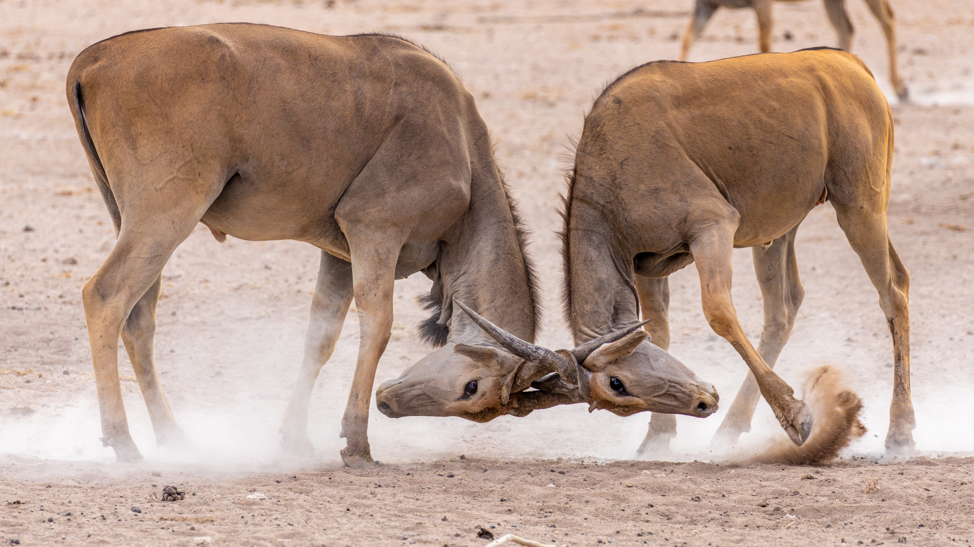 Fighting Elands