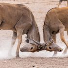 Fighting Elands