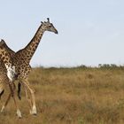Fighting-Giraffes-2