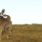 Fighting-giraffes