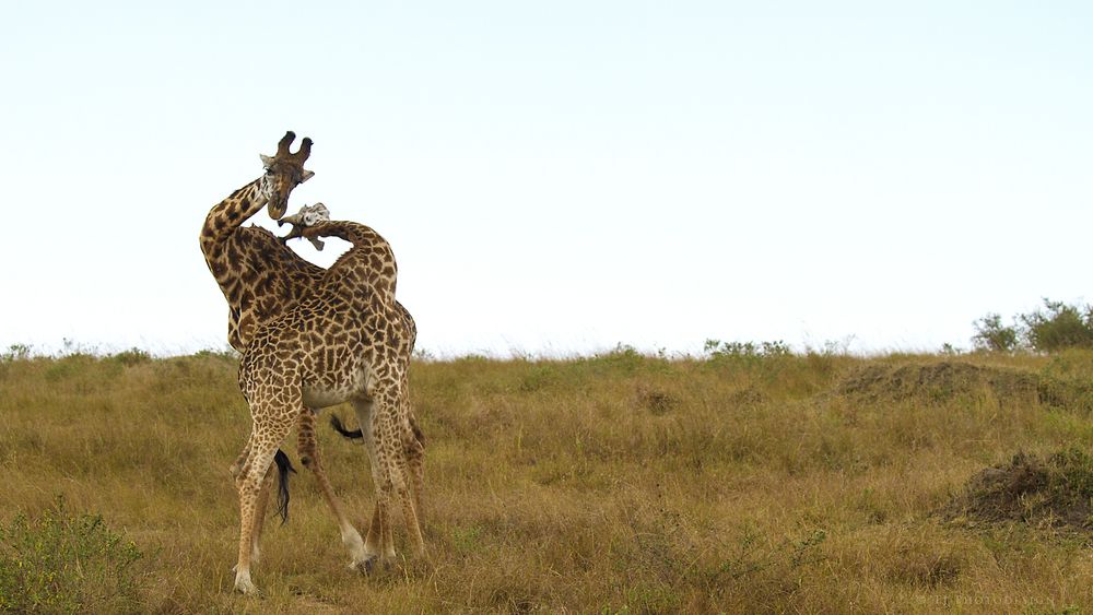 Fighting-giraffes