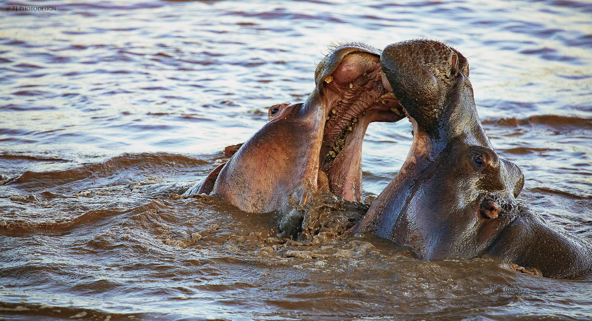 Fighting Hippos 