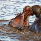 Fighting Hippos 