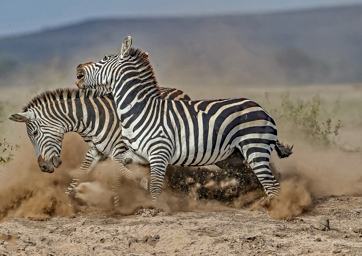 Fighting in Dust