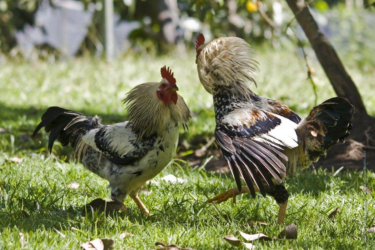 Fighting in the garden