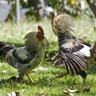 Fighting in the garden