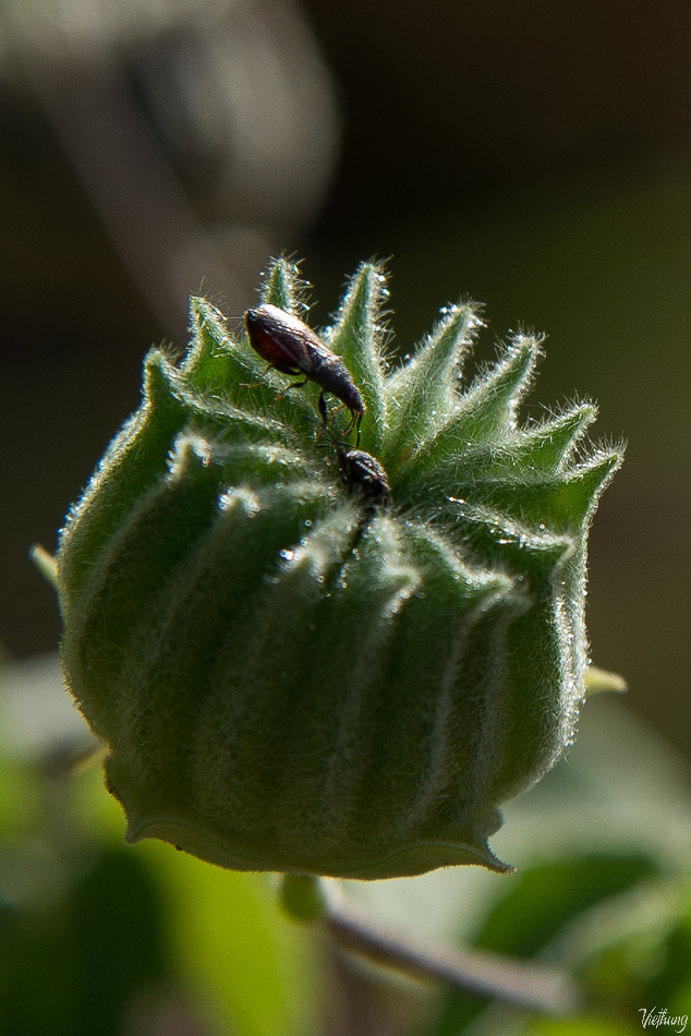 Fighting on wild flower