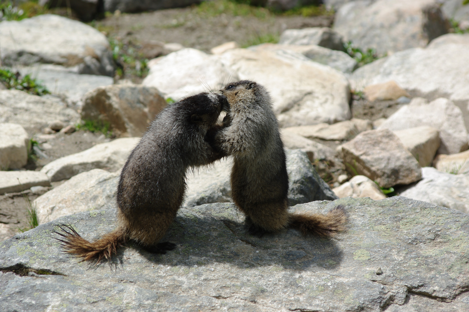 Fighting or loving Marmots ?