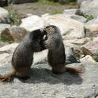 Fighting or loving Marmots ?