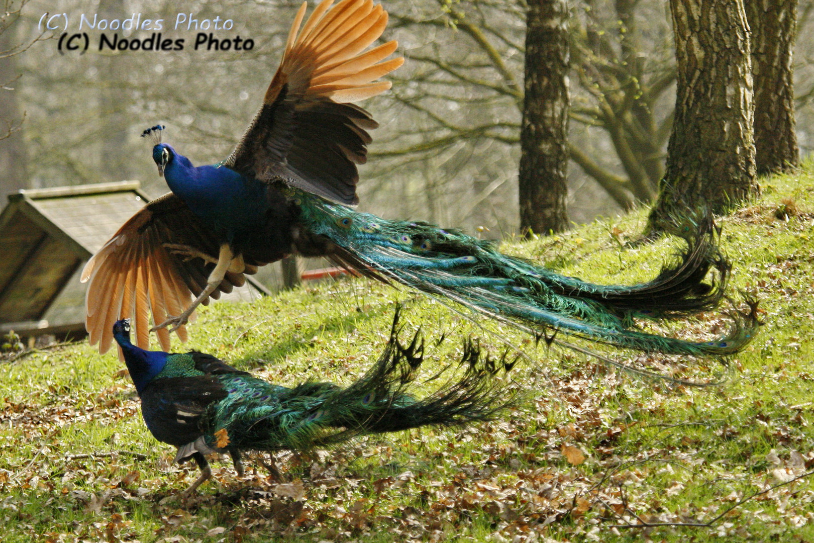 fighting Peacocks - Pfauenkampf