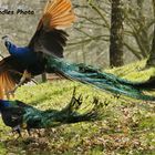 fighting Peacocks - Pfauenkampf