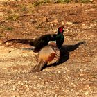 Fighting Pheasants 17 Apr. 2021 A h