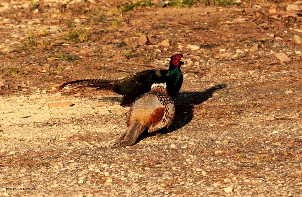 Fighting Pheasants 17 Apr. 2021 A h