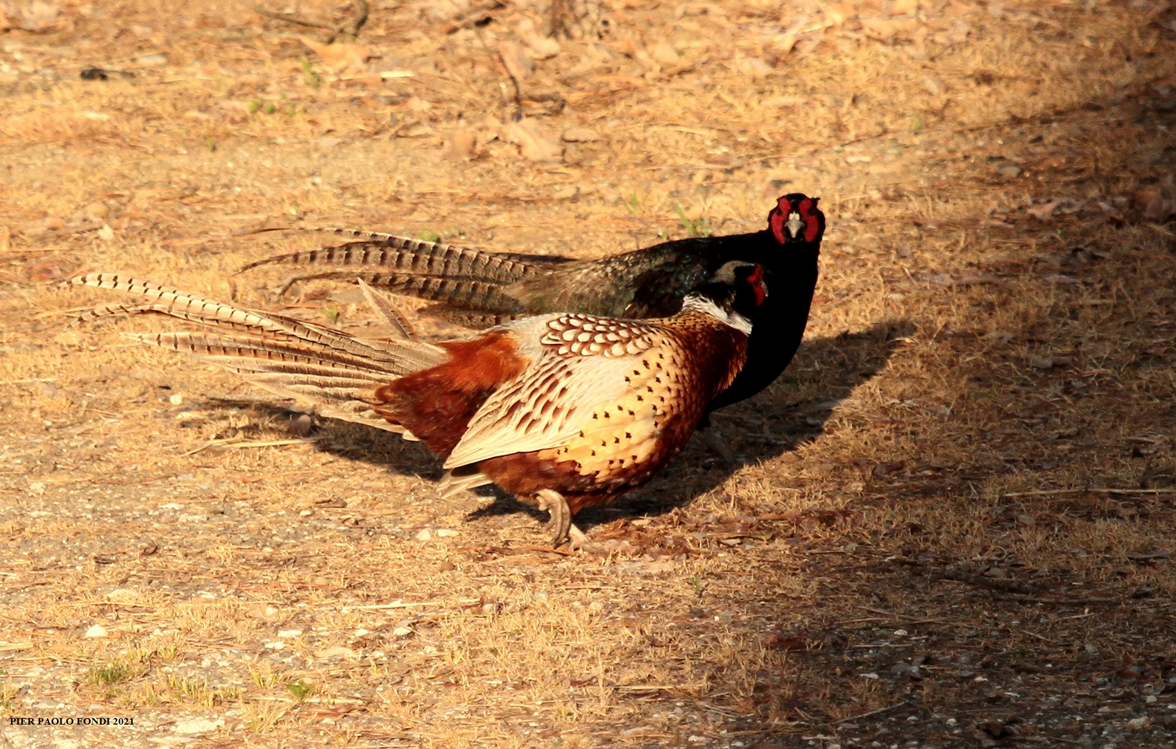 Fighting Pheasants 17 Apr. 2021 A i