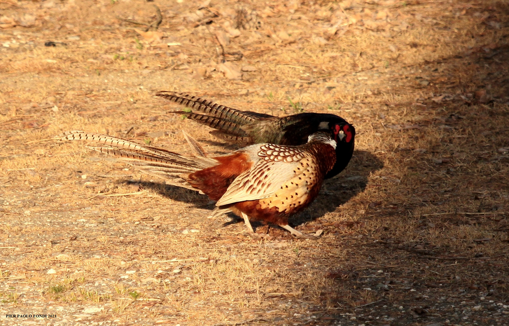 Fighting Pheasants 17 Apr. 2021 A l