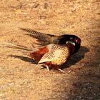 Fighting Pheasants 17 Apr. 2021 A l