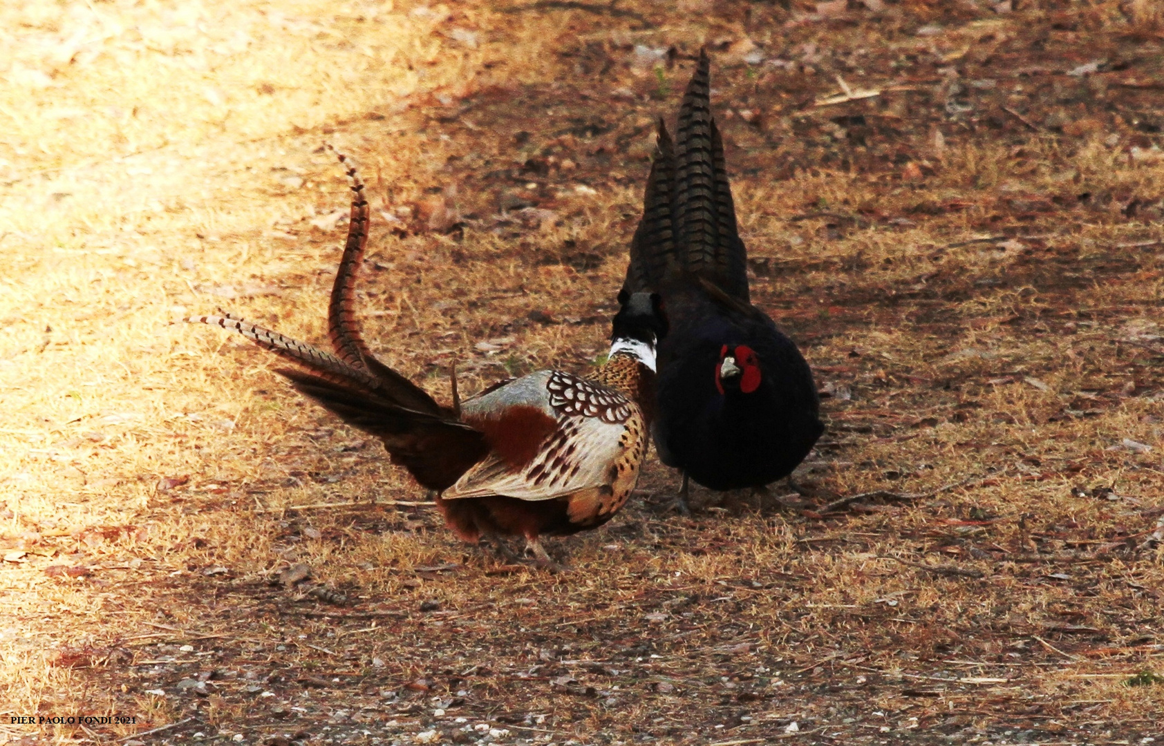 Fighting Pheasants 17 Apr. 2021 A m