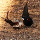 Fighting Pheasants 17 Apr. 2021 A m