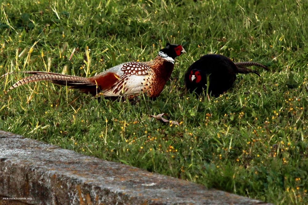 Fighting Pheasants 17 Apr. 2021 A o