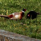 Fighting Pheasants 17 Apr. 2021 A o