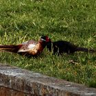 Fighting Pheasants 17 Apr. 2021 A p