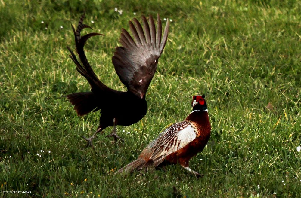 Fighting Pheasants 17 Apr. 2021 A q