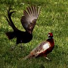 Fighting Pheasants 17 Apr. 2021 A q