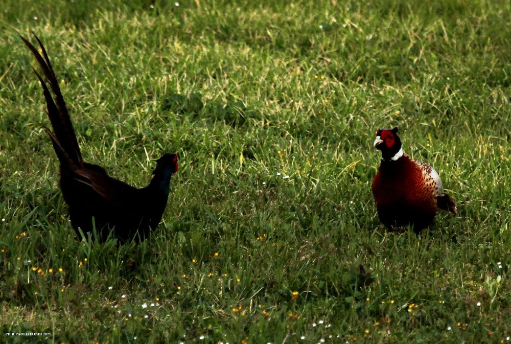 Fighting Pheasants 17 Apr. 2021 A r