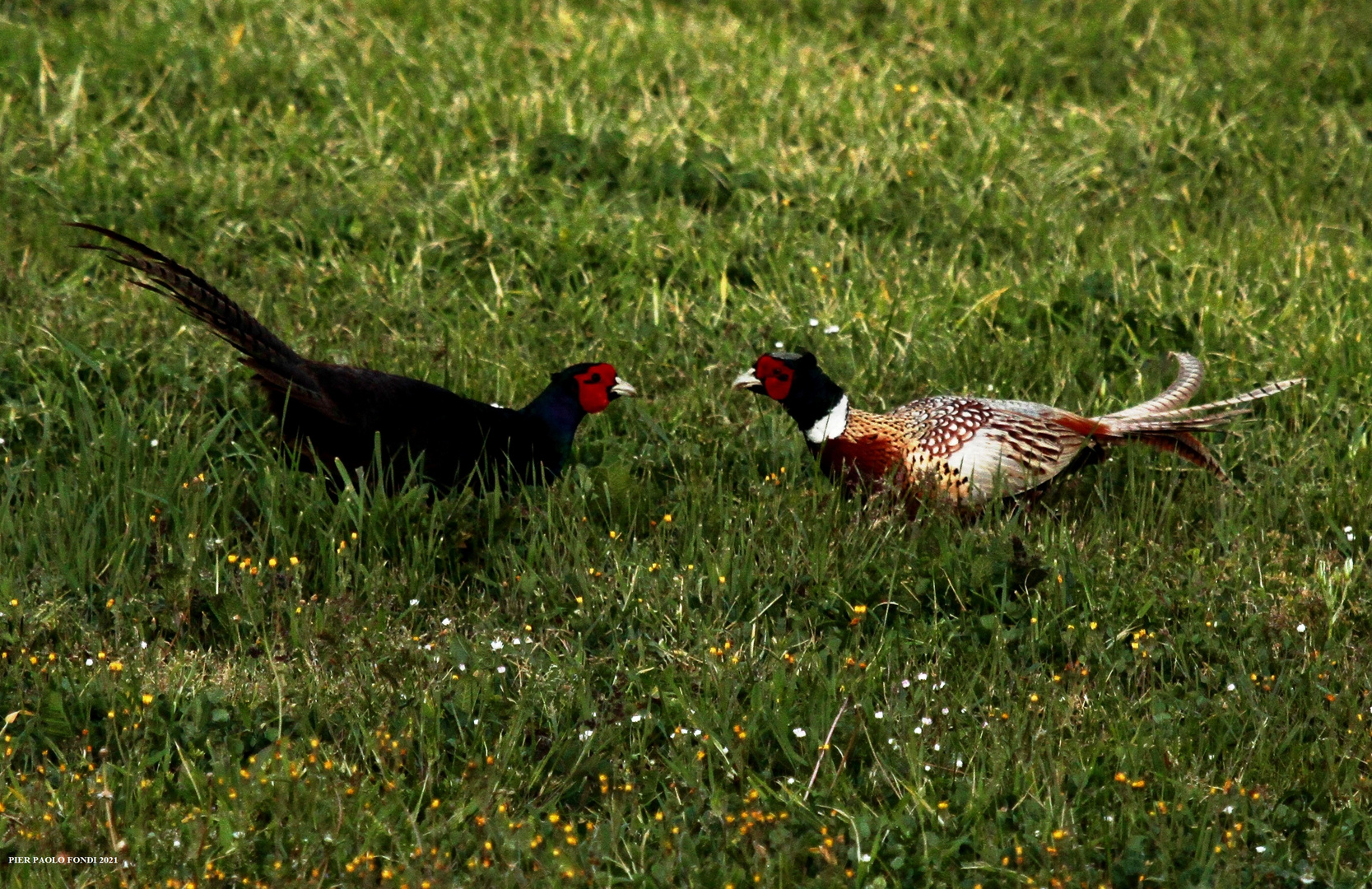 Fighting Pheasants 17 Apr. 2021 A t