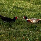 Fighting Pheasants 17 Apr. 2021 A t