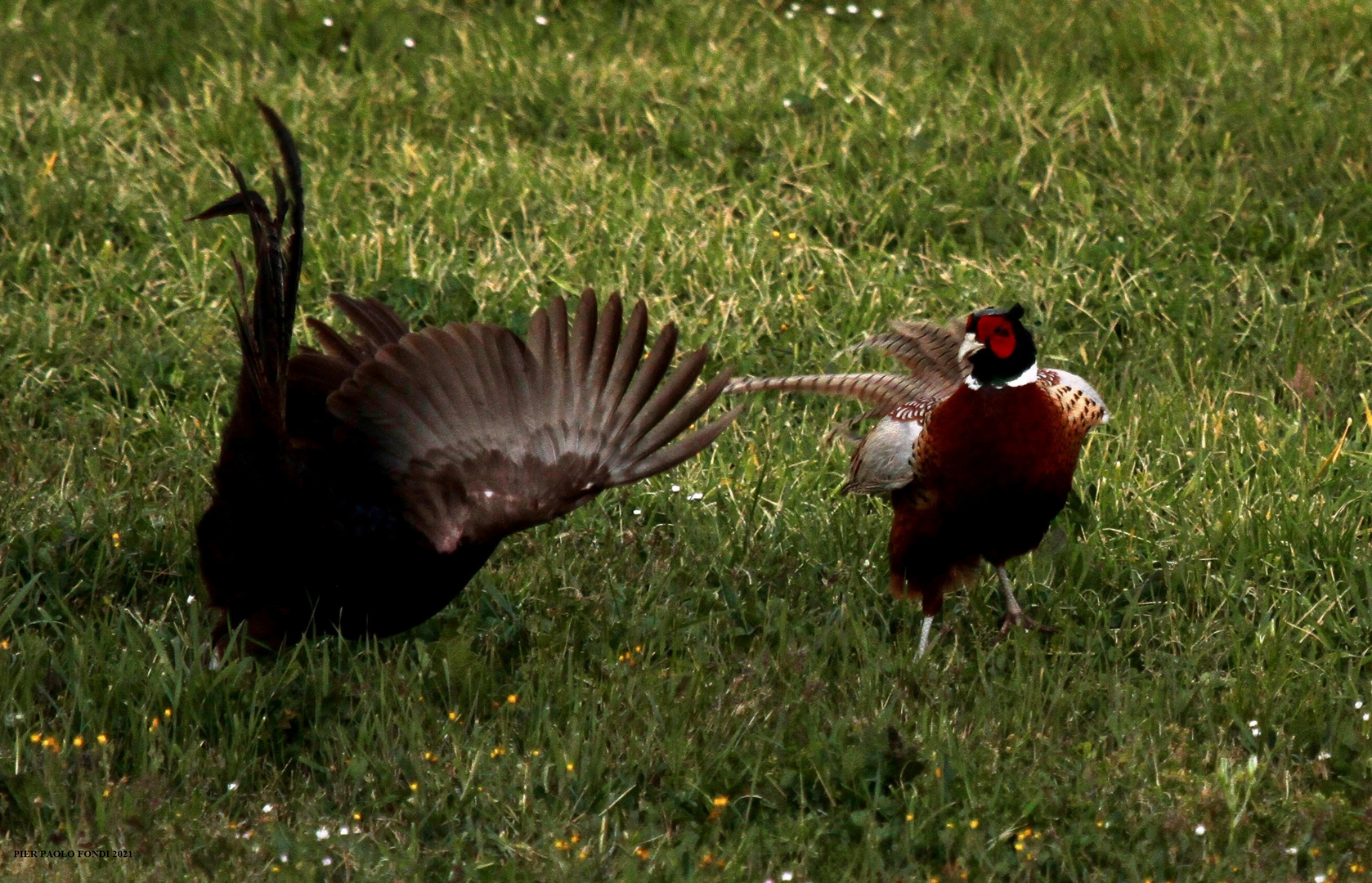 Fighting Pheasants 17 Apr. 2021 A ta