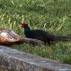 Fighting Pheasants 17 Apr. 2021 A ub