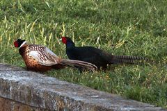 Fighting Pheasants 17 Apr. 2021 A ub