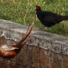 Fighting Pheasants 17 Apr. 2021 A v